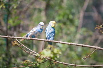 Budgie