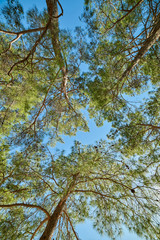 Pine trees in the forest with bottom view
