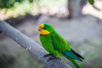 Fototapeta na wymiar Cute Parrot