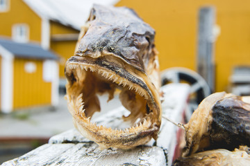 Dried fish head in Norwegian fishing village