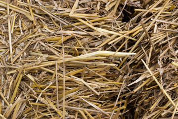 Dry yellow straw grass background texture after havest