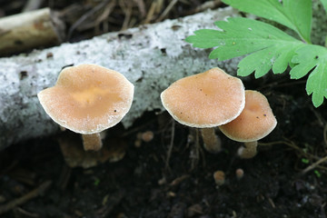 Psathyrella candolleana, known as pale brittlestem mushroom or common psathyrella