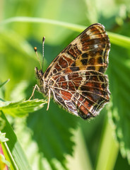 Map butterfly on summer day