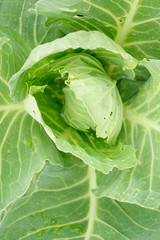 Head of green cabbage in the garden. The concept of land juggling and harvest. Close-up.