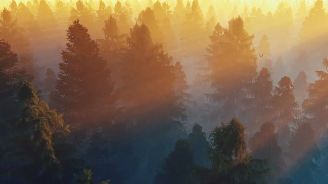 Flight over pine forest against beautiful sun rays