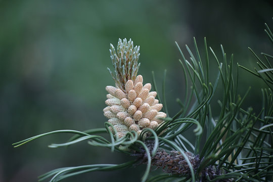Male cones of Pinus mugo, known as  creeping pine, dwarf mountainpine, mugo pine, mountain pine, scrub mountain pine or Swiss mountain pine