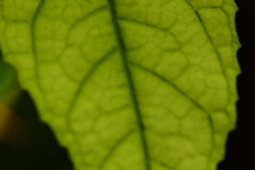 Obraz premium Macro photo of Thailand Flower for show the color full 