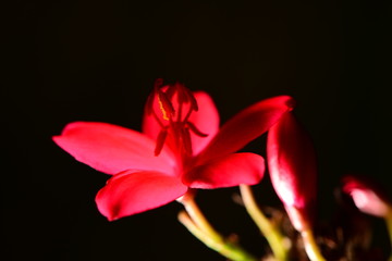 Macro photo of Thailand Flower for show the color full 
