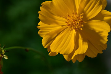 Macro photo of Thailand Flower for show the color full 
