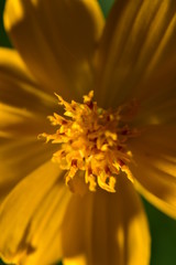Macro photo of Thailand Flower for show the color full 