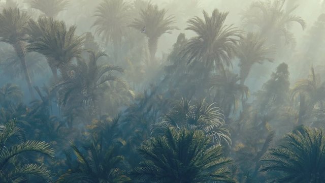 Flight over palm forest covered with fog