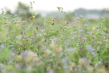 Macro photo of Thailand Flower for show the color full 