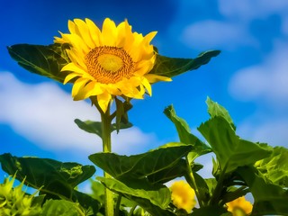 magnifique tournesol ensoleillé