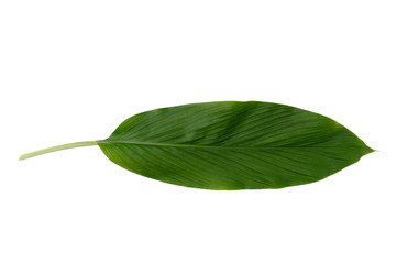 Ti plant or Cordyline fruticosa leaves, Colorful foliage, Exotic tropical leaf, isolated on white...