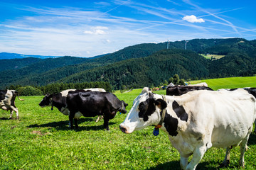 Germany, Herd of cows standing on green pastures in fantastic black forest nature scenery panorama with blue sky and sun in summer