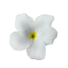 Fototapeta na wymiar Plumeria flowers isolated on white background