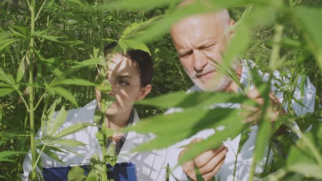 Professional researchers analyzing hemp plants in a field