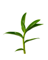 Orchid leaves on white background