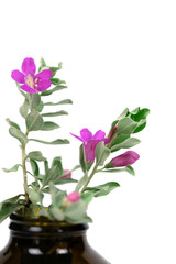 Naklejka na ściany i meble Leucophyllum frutescens, Purple Sage, Texas Ranger, Silver leaf, Ash plant, Minimal flora home decoration 