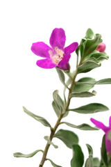 Fototapeta na wymiar Leucophyllum frutescens, Purple Sage, Texas Ranger, Silver leaf, Ash plant, Minimal flora home decoration 