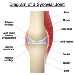 Synovial joint chart. Labeled anatomy infographic with two bones, articular cartilage, joint cavity, synovial fluid, muscle and tendon. Isolated vector illustration on white. - obrazy, fototapety, plakaty
