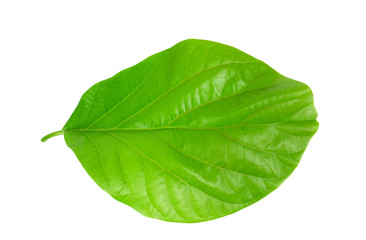 Fototapeta na wymiar Tropical green leaf on white background