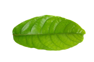 Obraz premium Tropical green leaf on white background