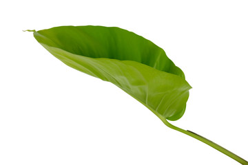 Fototapeta premium Monstera deliciosa leaf, the ceriman, Flowering plant native to tropical forests palm leaf with hole pattern isolated on white background