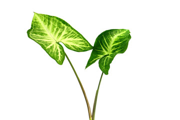 Dumb Cane,  Green tropical foliage plant leaves isolated on white background.