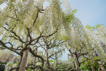 Wisteria flower