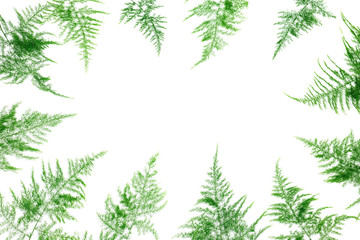 Fototapeta premium Group of green leaf frame on white background
