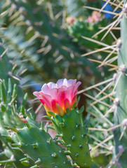 Cactus Flower. Isolated. Single Prickly pear pink flower in full bloom. Closeup. 