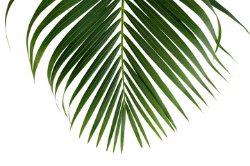 Green palm leaf isolated on white background with clipping path for design elements, coconut tropical leaf