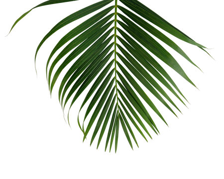 Green palm leaf isolated on white background with clipping path for design elements, coconut tropical leaf