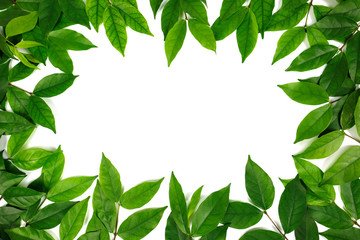 Obraz premium Group of green leaf frame on white background
