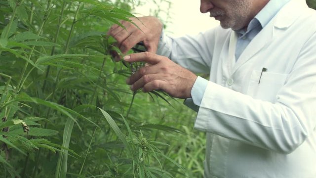 Professional researchers collecting hemp samples in a field