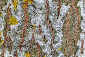 Corteza de árbol con líquenes amarillos. Tronco de Álamo Blanco. Populus alba.