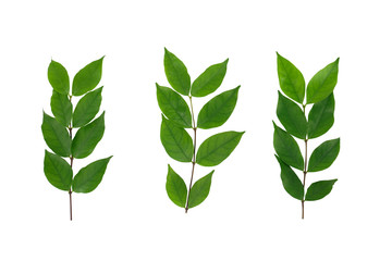 Tropical green leaf on white background