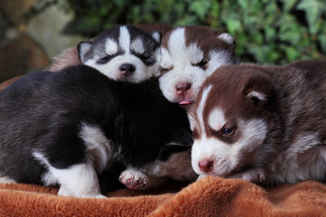 Newborn Siberian husky.Puppy Siberian husky.Siberian husky copper and black color.Sleep on carpet