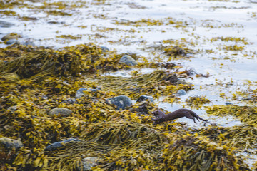 Mink jumping in yellow seaweeds 