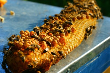 Honeycombs. The lack of sharpness of individual bees is due to their active