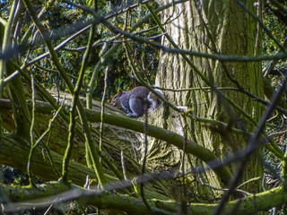 Squirrel in a tree