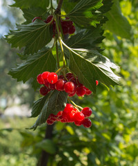 viburnum branch with berries in the garden