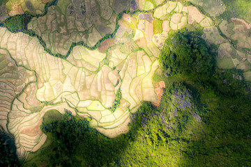 Les rizières vietnamiennes