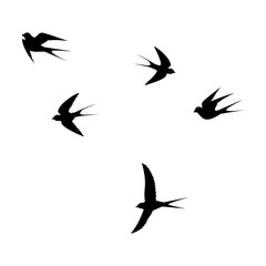 birds fly in the sky one by one