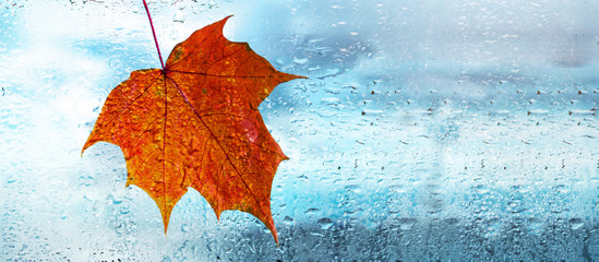 Autumn background. Drops of rain and maple leaf on the wet window glass and autumn colors of red...