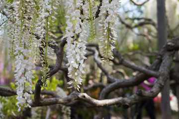Wisteria flower