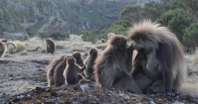 Gelada monkeys in the Simien Mountains