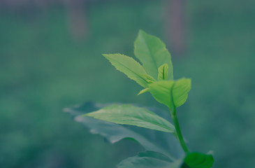 Obraz na płótnie Canvas green leaves fresh spring nature background