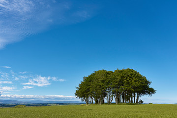 A Copse of Trees within a Farm Field with arable crop on the hills above the Strathmore Valley in Angus, Scotland.